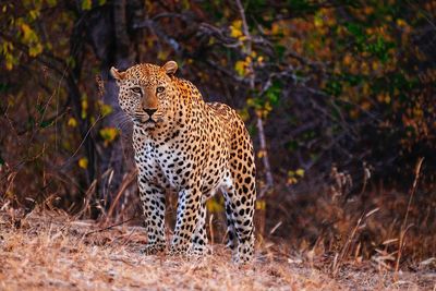 Leopard standing on field against tree