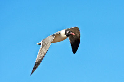 Low angle view of seagull flying