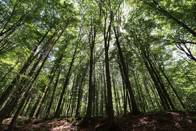 Low angle view of trees in forest