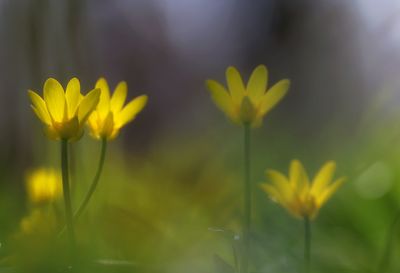 Close-up of yellow flowering plant