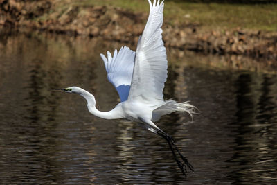 Bird flying over lake