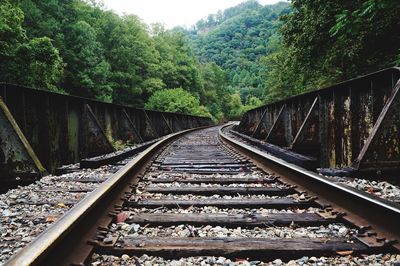 Railroad tracks amidst trees