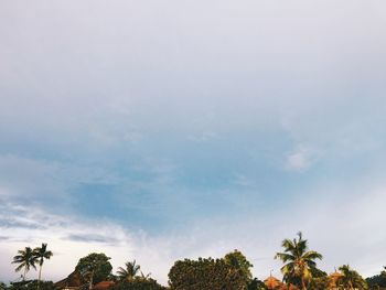 Low angle view of trees against sky