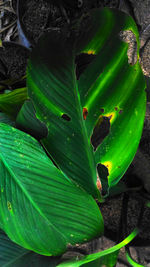 High angle view of fresh green leaf on field