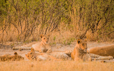 Lions sitting on field