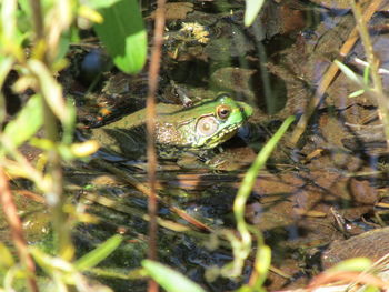 High angle view of frog in pond