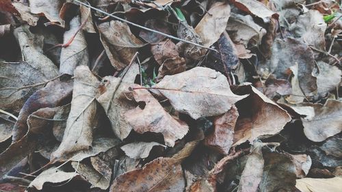 Full frame shot of dried autumn leaves