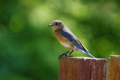 Close-up of eastern bluebird perching on wooden fence