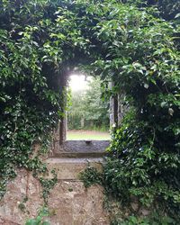 Plants against trees