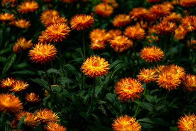A close up shot of a garden of orange flowers taken in marbella, spain