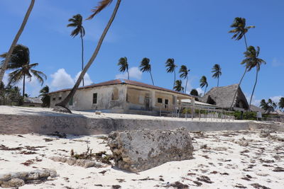 Palm trees on beach against sky