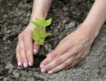 Close-up of hands holding plant