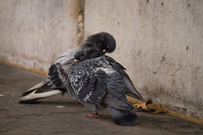 Close-up of pigeons perching on footpath by wall