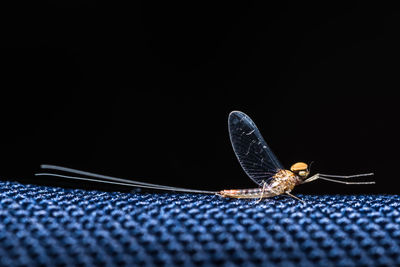 Close-up of mayfly on textured surface against black background