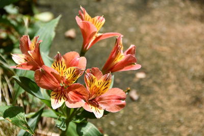 Close-up of orange flower