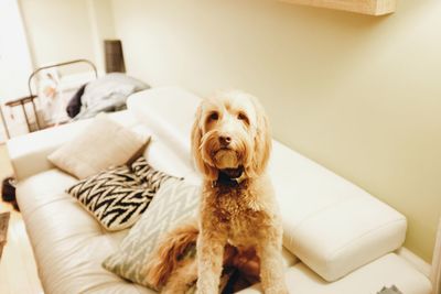 Close-up of dog relaxing on sofa at home