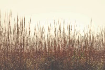 Grass growing in water