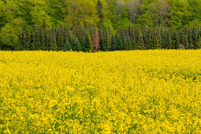 Yellow flowers growing on field