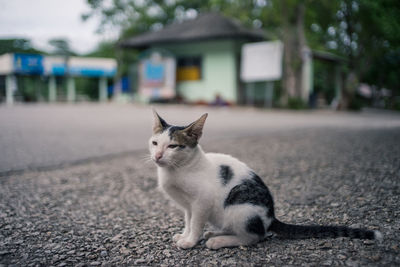 Cat sitting on footpath