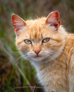 Portrait of cat