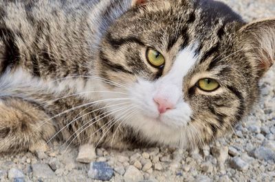 Close-up portrait of cat