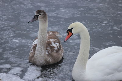 Swans swimming in lake