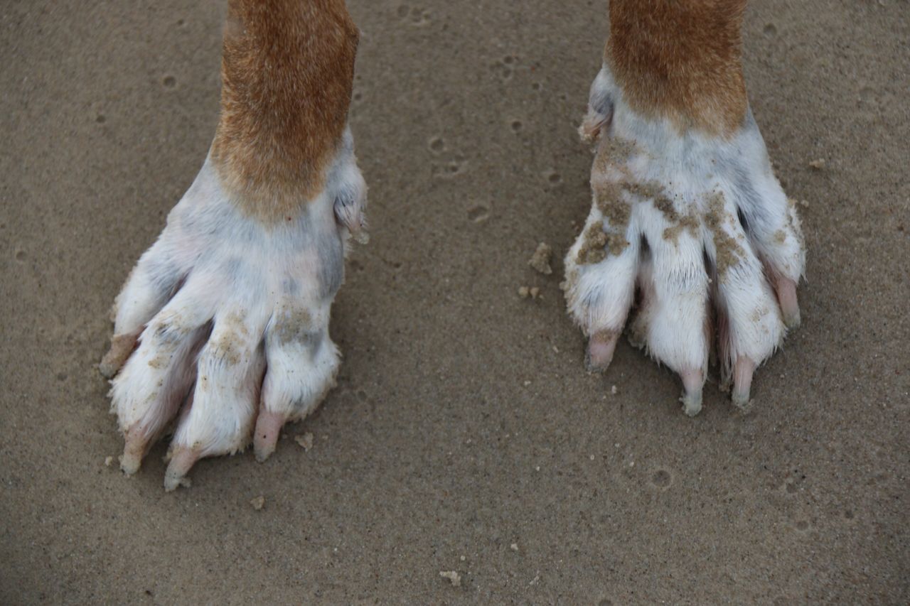 animal themes, mammal, domestic animals, one animal, sand, two animals, pets, dog, wildlife, young animal, animals in the wild, three animals, livestock, street, high angle view, full length, sunlight, zoology, day, outdoors