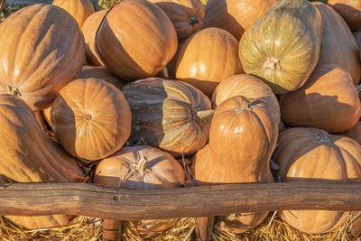 Pumpkins close up a lot as a background