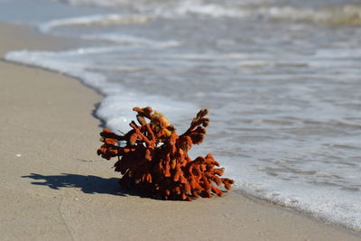 Close-up of beach