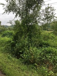 Scenic view of trees on field against sky