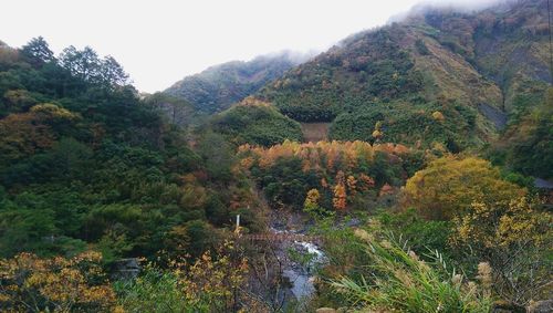 Scenic view of river in forest