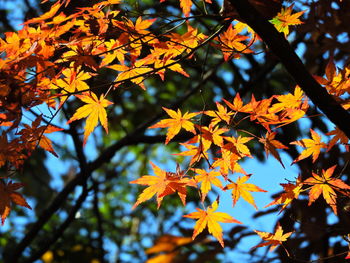 Close-up of maple tree during autumn