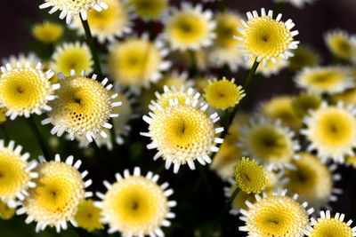 Close-up of yellow flowering plants