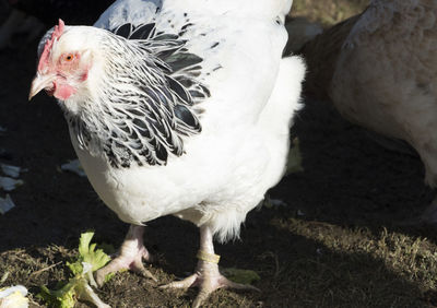 Cage free or free range chicken in farming and livestock breeding