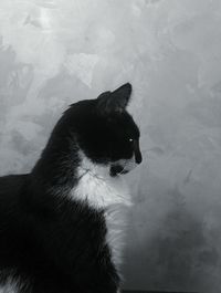 Close-up of cat sitting against sky