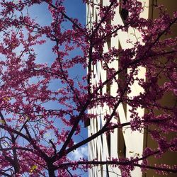 Low angle view of pink flowers