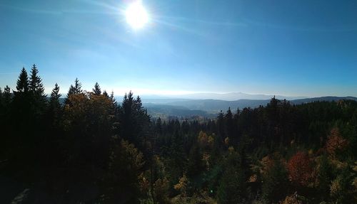 Trees in forest against sky