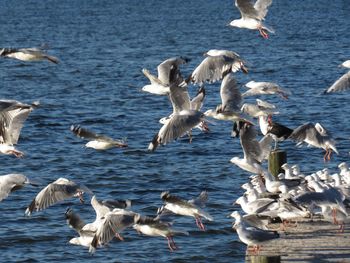 Flock of seagulls in sea