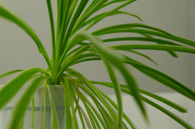 Close-up of fresh green plant