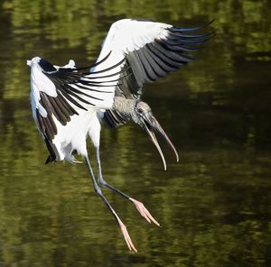 Close-up of bird flying over lake