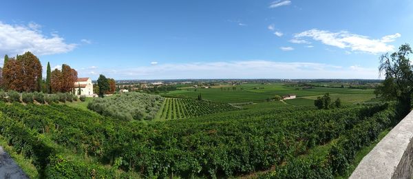 Scenic view of vineyard against sky