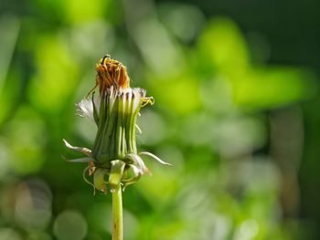 Close-up of insect on plant