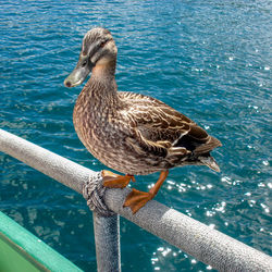 Lonely duck riding on boat rail