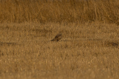 View of a bird on dry grass