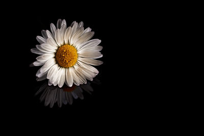 Close-up of white daisy against black background