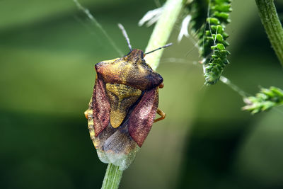 Close-up of insect on leaf