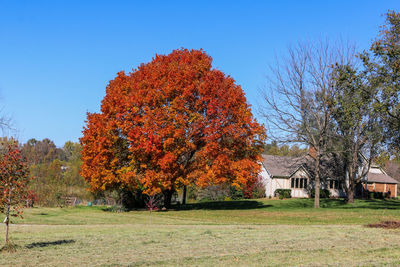 Autumn tree against clear sky