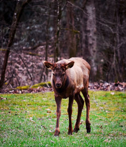 Baby elk standing in a field