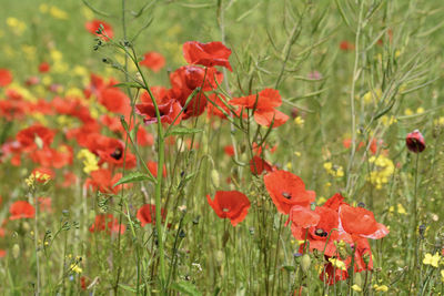 Close-up of red poppy flowers on field