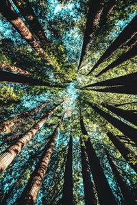 Low angle view of bamboo trees in forest